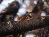 Schizophyllum amplum image