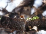 Schizophyllum amplum image