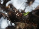 Schizophyllum amplum image