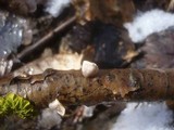 Schizophyllum amplum image