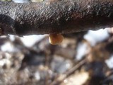 Schizophyllum amplum image