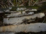 Radulomyces confluens image