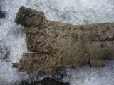 Cryphonectria parasitica image