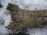Cryphonectria parasitica image