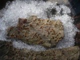 Cryphonectria parasitica image