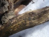 Melanconis modonia image