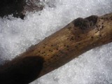 Melanconis modonia image