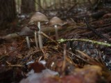 Mycena plumipes image