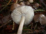 Mycena plumipes image
