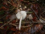 Mycena plumipes image