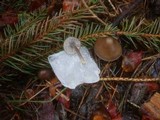 Mycena plumipes image