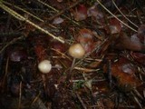 Mycena plumipes image