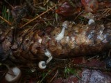 Mycena plumipes image