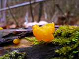 Dacryopinax spathularia image