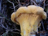 Cantharellus enelensis image