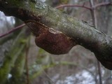 Fuscoporia contigua image