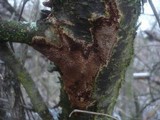Fuscoporia contigua image