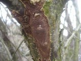 Fuscoporia contigua image