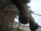 Fuscoporia contigua image