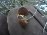 Fuscoporia contigua image