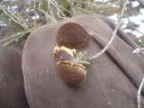 Fuscoporia contigua image