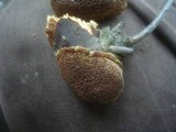 Fuscoporia contigua image