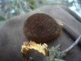 Fuscoporia contigua image