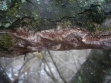 Fuscoporia contigua image