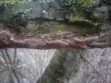 Fuscoporia contigua image