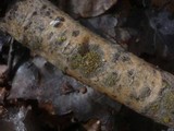 Caloplaca cerina image