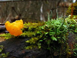 Dacryopinax spathularia image