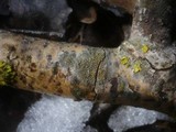 Caloplaca cerina image