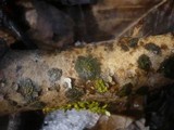 Caloplaca cerina image