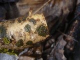 Caloplaca cerina image