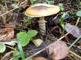 Floccularia albolanaripes image