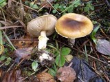 Floccularia albolanaripes image