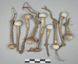 Tulostoma cretaceum image