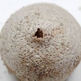 Tulostoma cretaceum image