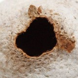 Tulostoma cretaceum image