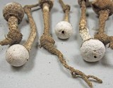 Tulostoma cretaceum image