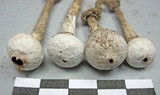 Tulostoma cretaceum image