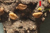 Ascobolus hansenii image