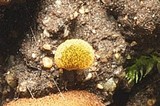 Ascobolus hansenii image