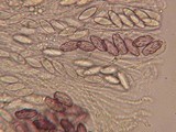 Ascobolus hansenii image