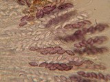 Ascobolus hansenii image