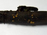 Phaeohelotium carneum image