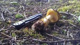 Amanita augusta image