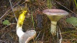 Gomphidius subroseus image