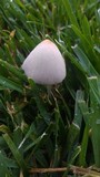 Conocybe apala image