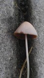 Conocybe apala image